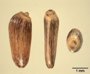 Vorschaubild Gewöhnliche Kratzdistel